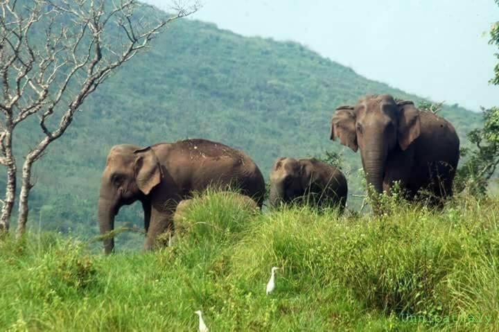 Green Leaf Home Stay Thekkady Exterior photo